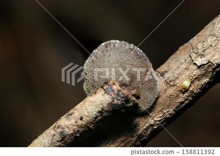 Ventral view of a round, hairy baby wood ear mushroom (outdoor field fungus/mushroom macro photography) Ventral view of a round, hairy baby wood ear mushroom (outdoor field fungus/mushroom macro photography) 138811392