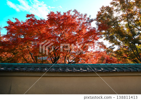 Nov 24 2025 Red Maple Leaves Against Wall at Daitoku-ji Temple Kyoto Nov 24 2025 Red Maple Leaves Against Wall at Daitoku-ji Temple Kyoto 138811413