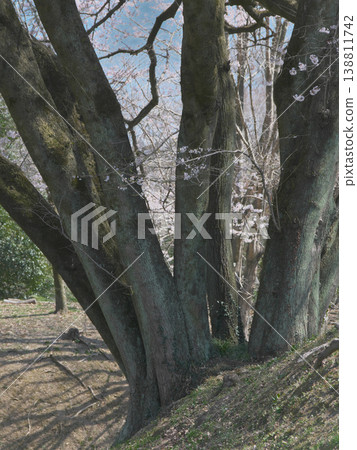 單棵櫻花樹-八形城遺址宇治國櫻花樹的粗壯樹幹(2026年3月) 單棵櫻花樹-八形城遺址宇治國櫻花樹的粗壯樹幹(2026年3月) 138811742