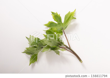 [Produced in Toshima Village, Tokyo] Shidoke (high-grade wild vegetable) 138811794