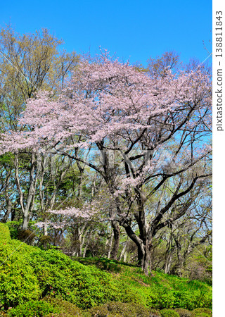 Beautiful cherry blossoms blooming along the hiking trail in Azumayama Park, Kanagawa Prefecture. Beautiful cherry blossoms blooming along the hiking trail in Azumayama Park, Kanagawa Prefecture. 138811843
