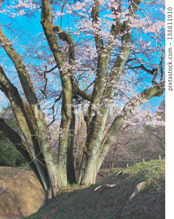 單棵櫻花樹－八形城遺址宇治國櫻花樹的粗壯樹幹（2026年3月） 138811910