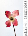 Dogwood in full bloom 138811968