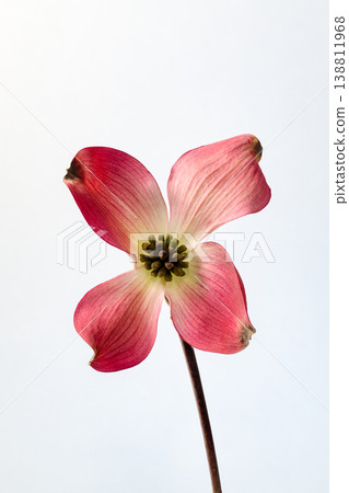 Dogwood in full bloom 138811968
