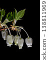 Doudendzzi in full bloom 138811969