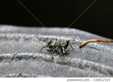 A rare and colorful Japanese jumping spider (Macro photography of animals in the field) A rare and colorful Japanese jumping spider (Macro photography of animals in the field) 138812325
