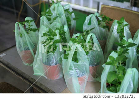 Seedlings 138812725