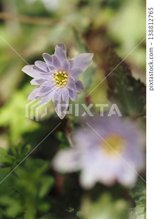 Snow throat flowers 138812765