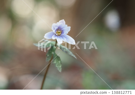 春天的妖精雪割草莓花 138812771