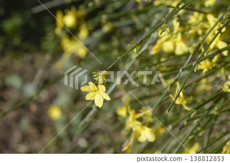 Winter jasmine Winter jasmine 138812853