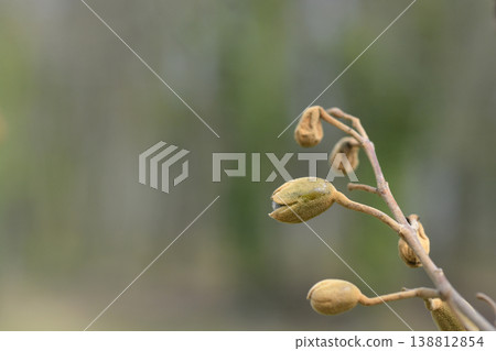 Princess Tree Flower Buds on Branch Princess Tree Flower Buds on Branch 138812854