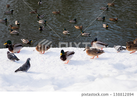 Flock of wild ducks and pigeons gathered on a snowy river bank in winter. Wildlife in urban park during cold weather. Flock of wild ducks and pigeons gathered on a snowy river bank in winter. Wildlife in urban park during cold weather. 138812894