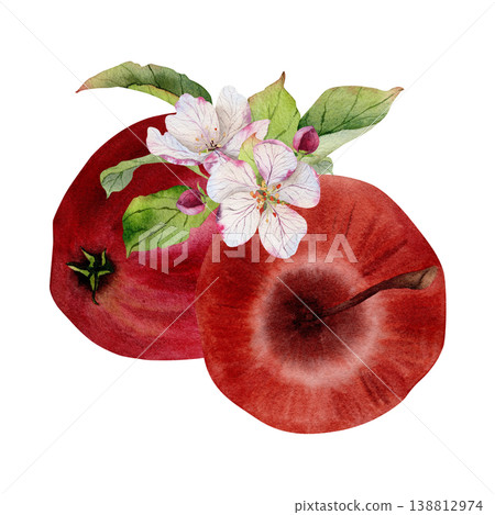 Hand painted watercolor red apples with apple blossom flowers and green leaves, botanical fruit composition with fresh ripe orchard harvest isolated on white background for packaging juices and jams Hand painted watercolor red apples with apple blossom flowers and green leaves, botanical fruit composition with fresh ripe orchard harvest isolated on white background for packaging juices and jams 138812974