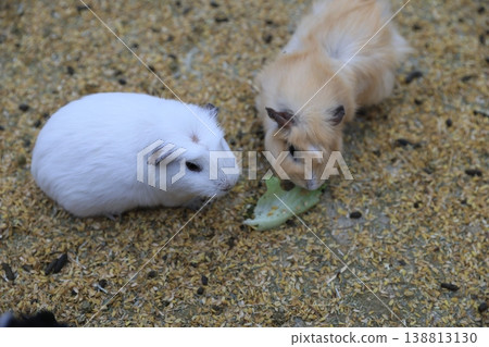 Guinea pig Guinea pig 138813130