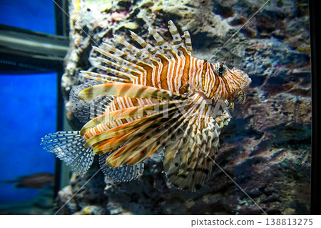 優雅遊動的獅子魚 優雅遊動的獅子魚 138813275