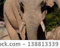 Majestic elephant portrait with sunlit tusks and wrinkles 138813339