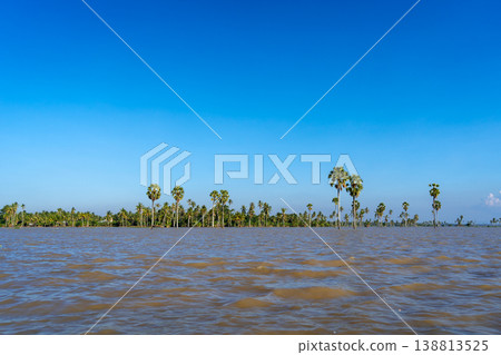 Borassus palm trees on Lake Tempe, South Sulawesi, Indonesia Borassus palm trees on Lake Tempe, South Sulawesi, Indonesia 138813525