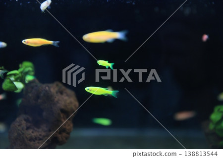 Tropical fish Tropical fish 138813544