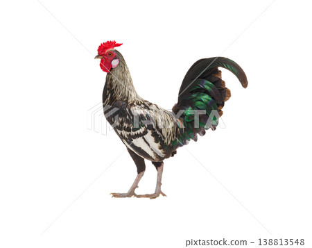 rooster isolated on white background rooster isolated on white background 138813548