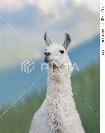 portrait white llama on a blurred background portrait white llama on a blurred background 138813552