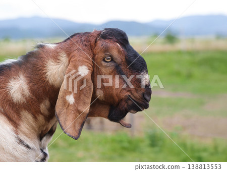 Anglo nubian goat anglo nubian goat on a blurred background Anglo nubian goat anglo nubian goat on a blurred background 138813553