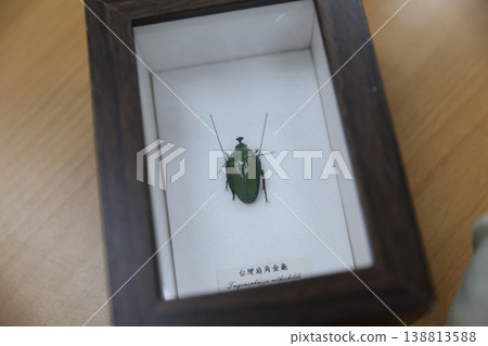 標本 標本 138813588