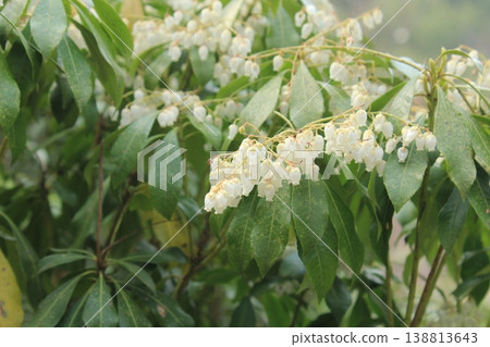 春天盛開的白色 acebi 花 138813643