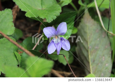 開花在春天領域的紫色花 開花在春天領域的紫色花 138813647