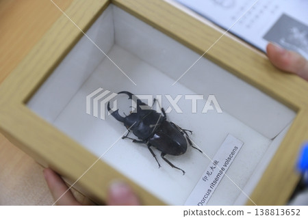 雄鹿甲蟲 138813652