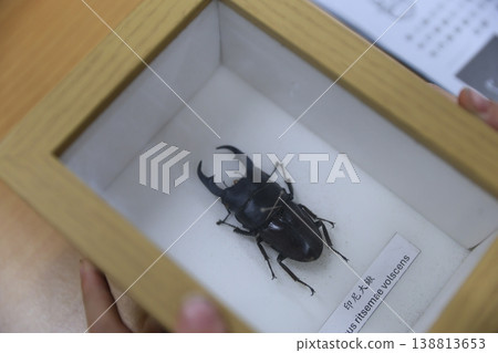 Stag beetle 138813653