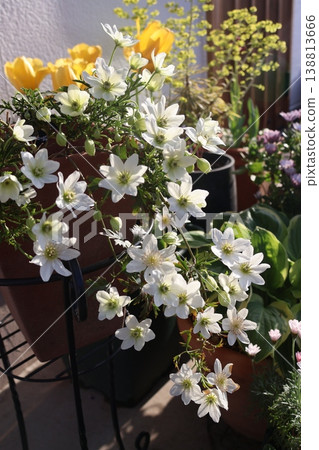 鐵線蓮“斯卡特·曼尼·喬”和春花 鐵線蓮“斯卡特·曼尼·喬”和春花 138813666