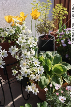 Clematis 'Skat Manny Jo' and spring flowers Clematis 'Skat Manny Jo' and spring flowers 138813672