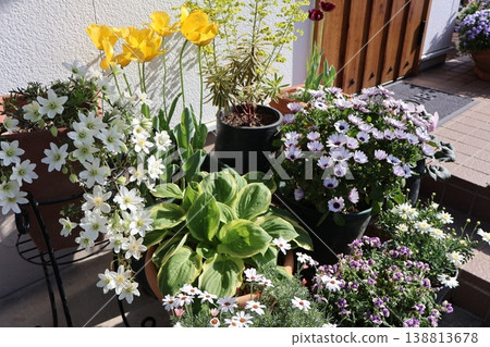 Flower pots in front of the entrance Flower pots in front of the entrance 138813678