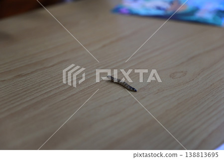 粉蟲 138813695