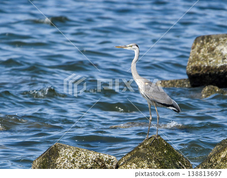 A grey heron resting on a rocky shore. A grey heron resting on a rocky shore. 138813697