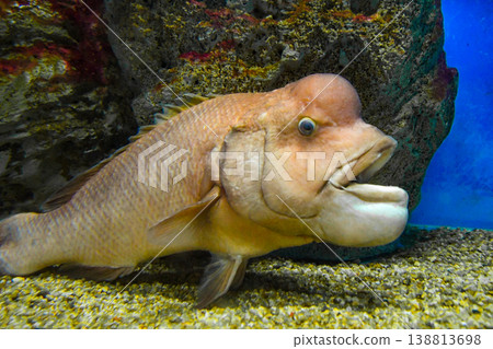 A humphead wrasse swimming in an aquarium. A humphead wrasse swimming in an aquarium. 138813698