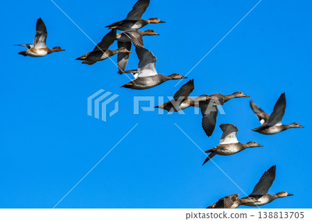 A flock of Gadwalls soaring against a blue sky. A flock of Gadwalls soaring against a blue sky. 138813705