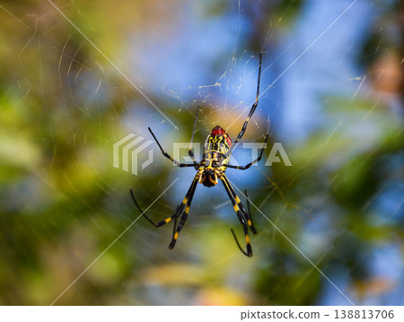 A spider spinning a web A spider spinning a web 138813706
