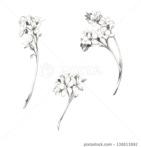 Forget-me-not myosotis, bugloss flower clusters on stems. Botanical plant isolated illustration hand drawn with delicate pencil lines. Romance novel covers, wedding planners, printable love notes Forget-me-not myosotis, bugloss flower clusters on stems. Botanical plant isolated illustration hand drawn with delicate pencil lines. Romance novel covers, wedding planners, printable love notes 138813892