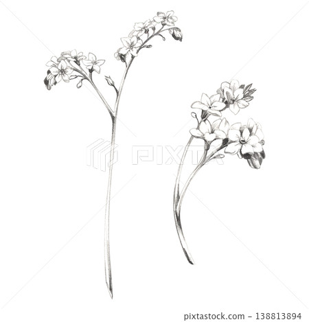 Romantic myosotis forget-me-not, bugloss or alkanet flower on curved stems. Botanical hand drawn illustration, pencil sketch texture. Love themed stationery, bridal shower graphics, scrapbook decor. Romantic myosotis forget-me-not, bugloss or alkanet flower on curved stems. Botanical hand drawn illustration, pencil sketch texture. Love themed stationery, bridal shower graphics, scrapbook decor. 138813894