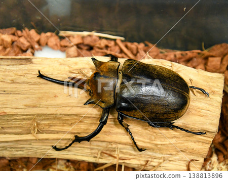 Adult elephant beetle (male) Adult elephant beetle (male) 138813896
