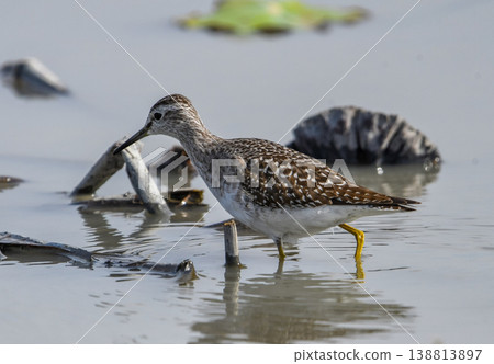 A Common Sandpiper foraging in a lotus field. A Common Sandpiper foraging in a lotus field. 138813897