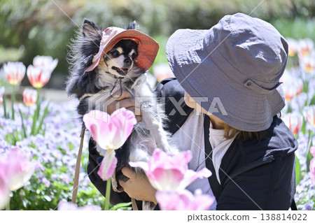 Tulips in full bloom, a woman and a Chihuahua, spring scenery Tulips in full bloom, a woman and a Chihuahua, spring scenery 138814022