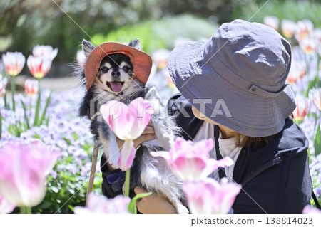 Tulips in full bloom, a woman and a Chihuahua, spring scenery Tulips in full bloom, a woman and a Chihuahua, spring scenery 138814023