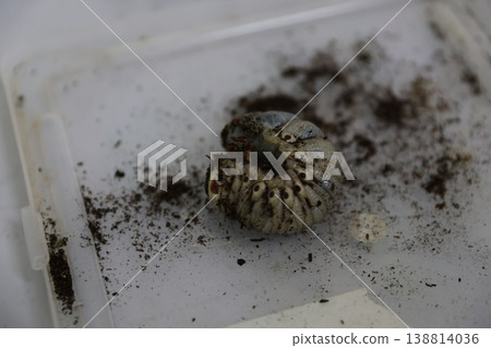 Larva Larva 138814036
