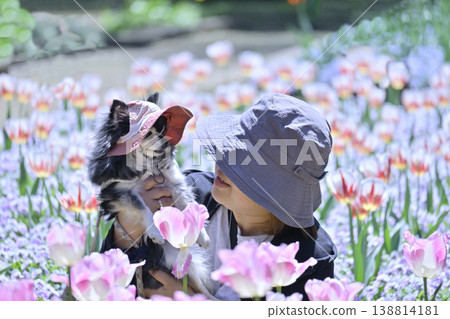 Tulips in full bloom, a woman and a Chihuahua, spring scenery Tulips in full bloom, a woman and a Chihuahua, spring scenery 138814181