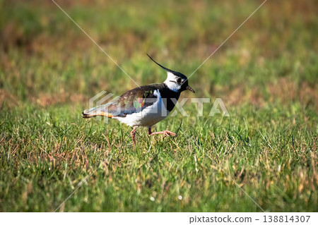 Lapwing stands alert on a grassy field Lapwing stands alert on a grassy field 138814307