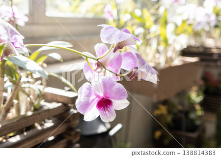 蘭花 蝴蝶蘭 Pink orchid 蘭 こちょうらん 138814383