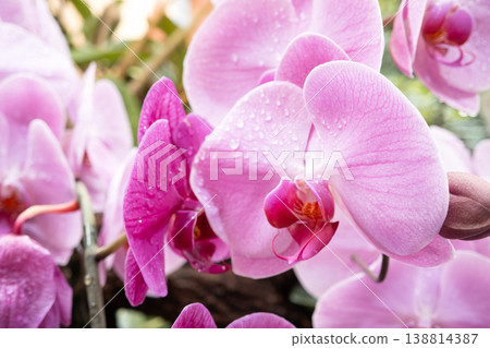 Orchid, Phalaenopsis orchid, Pink orchid, 兰 (kochōran) Orchid, Phalaenopsis orchid, Pink orchid, 兰 (kochōran) 138814387