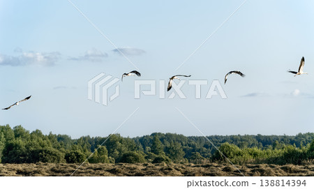 Flock of white storks (Ciconia ciconia) flying in a row over field of mown grass and green summer forest in the distance. 138814394